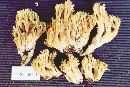 Ramaria formosa image