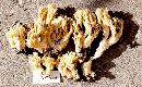 Ramaria formosa image