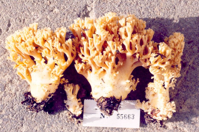 Ramaria maculospora image