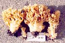 Ramaria maculospora image