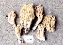 Ramaria canescens image