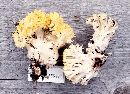 Ramaria vinosimaculans image