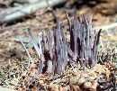 Alloclavaria purpurea image