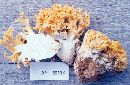 Ramaria rubricarnata image