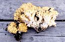 Ramaria rasilispora image