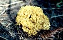 Ramaria magnipes image