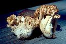 Ramaria rasilispora image