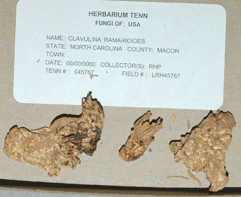 Clavulina ramarioides image