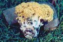 Ramaria magnipes image