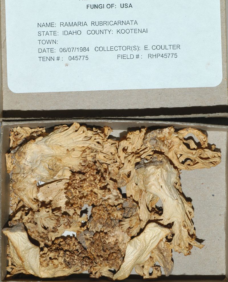 Ramaria rubricarnata image
