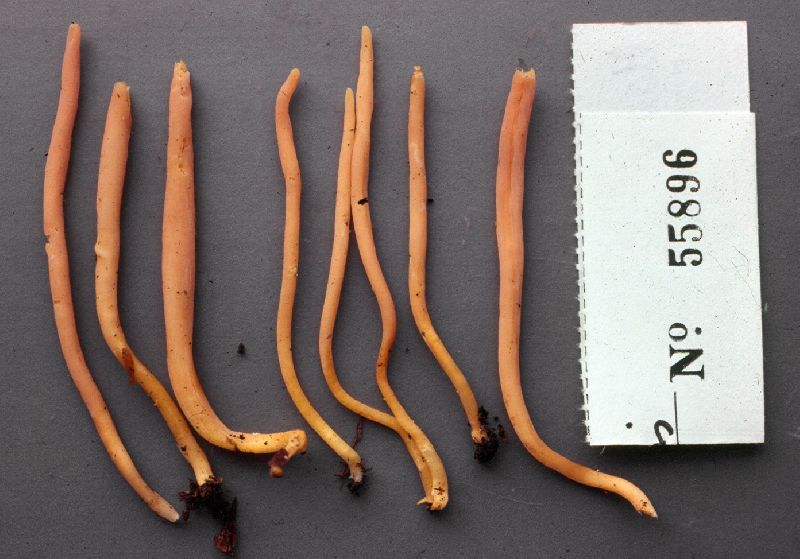 Clavulinopsis appalachiensis image