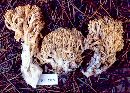 Ramaria cystidiophora image