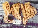 Ramaria maculatipes image