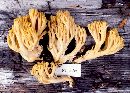 Ramaria flavobrunnescens image