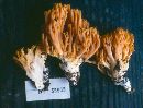 Ramaria sandaracina image