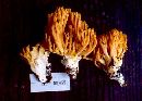 Ramaria sandaracina image