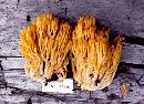 Ramaria sandaracina image