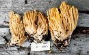 Ramaria conjunctipes image