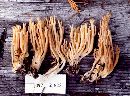 Ramaria conjunctipes image