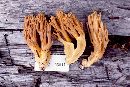 Ramaria gelatinosa image