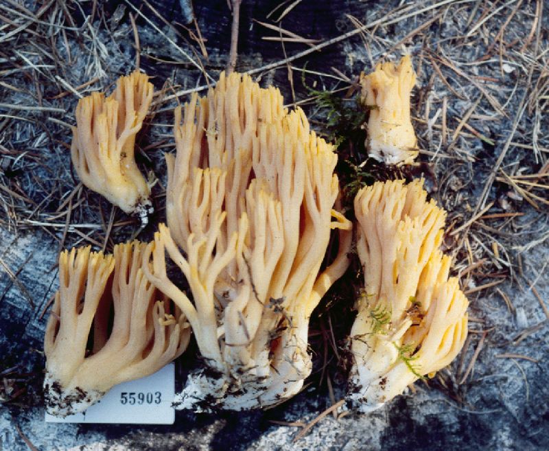 Ramaria longispora image