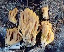 Ramaria longispora image