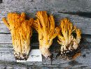 Ramaria sandaracina image