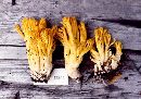 Ramaria sandaracina image