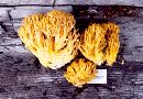 Ramaria gelatiniaurantia image