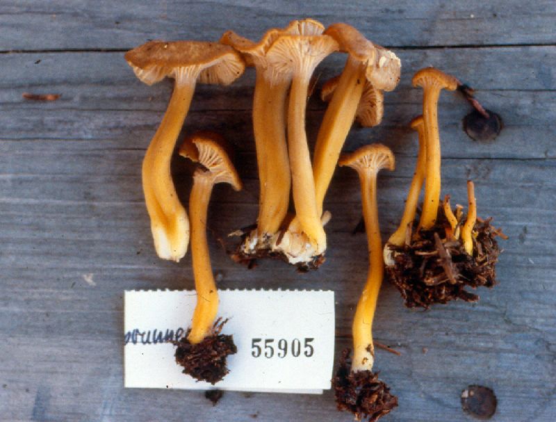 Craterellus flavobrunneus image