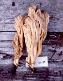 Ramaria acrisiccescens image