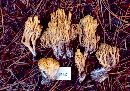 Ramaria cystidiophora image