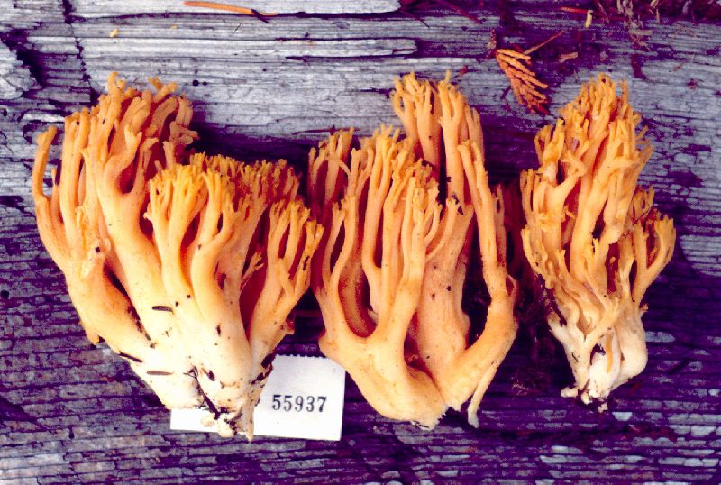 Ramaria leptoformosa image