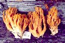 Ramaria leptoformosa image