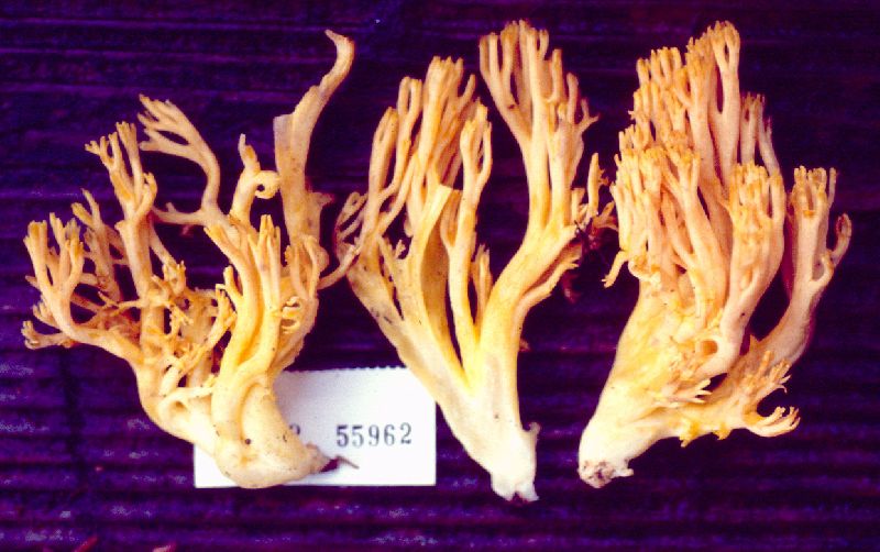 Ramaria hilaris image