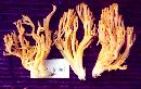 Ramaria hilaris image