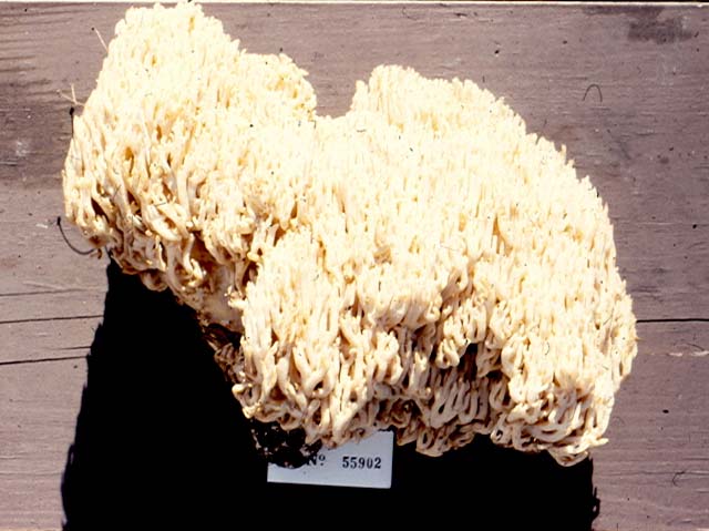 Ramaria cinereocarnea image
