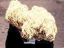 Ramaria cinereocarnea image