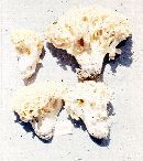 Ramaria rasilispora image