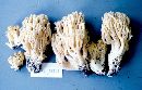 Ramaria flavobrunnescens image