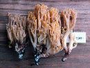 Ramaria rubribrunnescens image