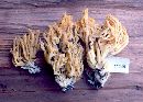 Ramaria gelatiniaurantia image