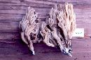 Ramaria acrisiccescens image