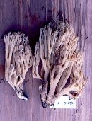 Ramaria acrisiccescens image