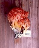 Ramaria stuntzii image