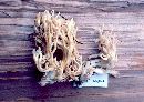 Ramaria rubrievanescens image