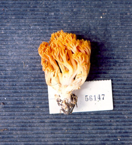 Ramaria aenea image