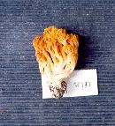 Ramaria aenea image