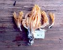 Ramaria conjunctipes image