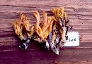 Ramaria gelatiniaurantia image